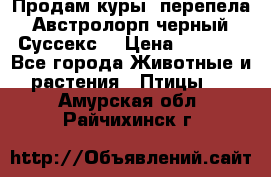 Продам куры, перепела. Австролорп черный. Суссекс. › Цена ­ 1 500 - Все города Животные и растения » Птицы   . Амурская обл.,Райчихинск г.